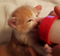 Orange and white kitten drinking from a bottle